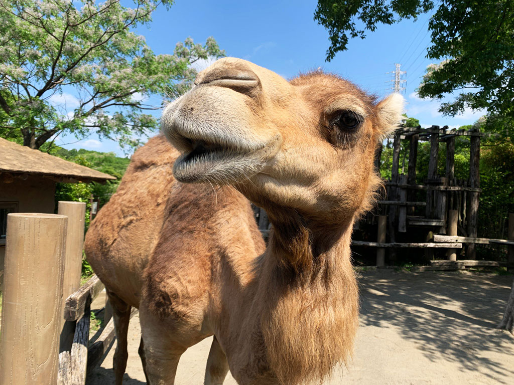 砂漠の砂塵を避けるために鼻の穴を閉じることもできます
