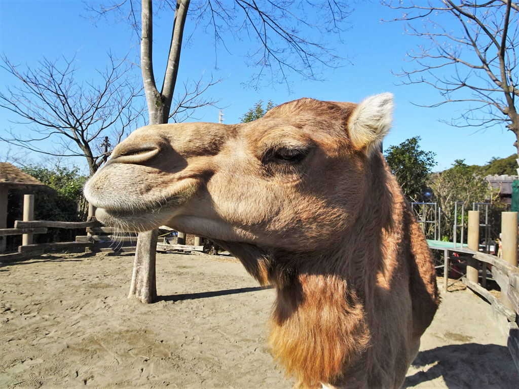 砂漠を生き抜くために、いろいろと特技を備えているラクダ