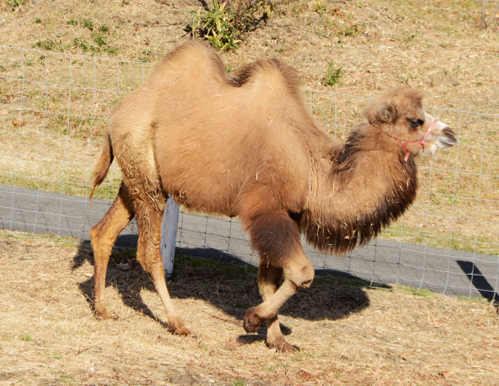 右前肢と右後肢が同時に動いている「側対歩」