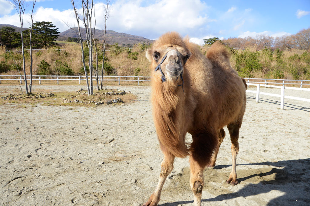 野生のフタコブラクダは世界中で約1000頭しかいないといわれている