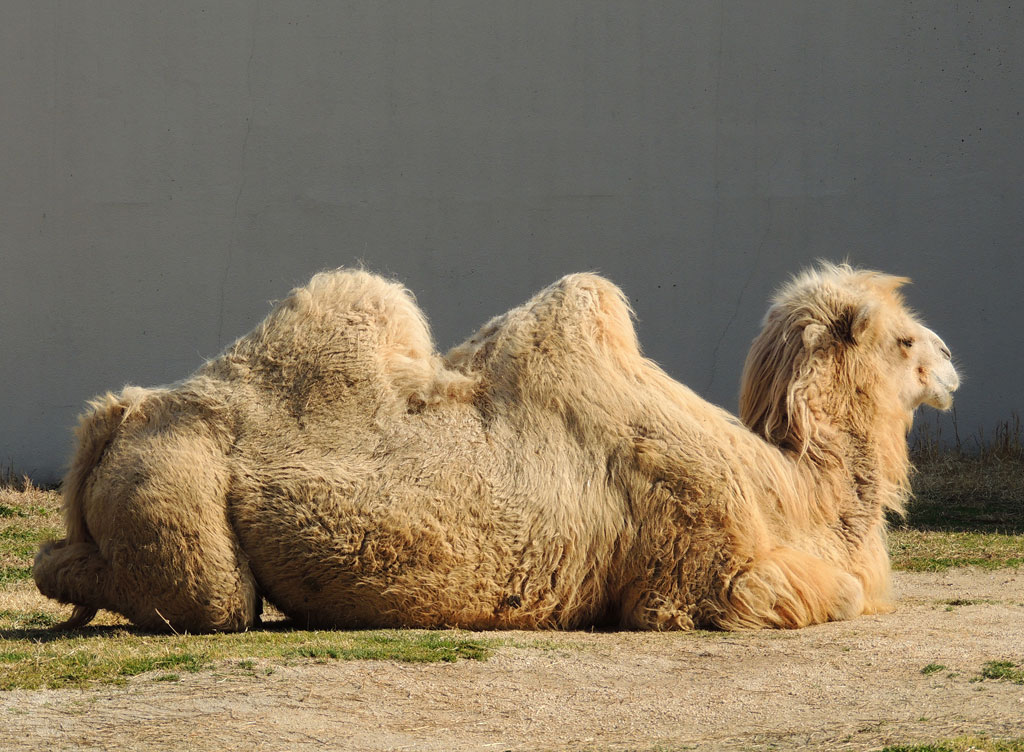 立派なコブにはエネルギーが蓄えられている