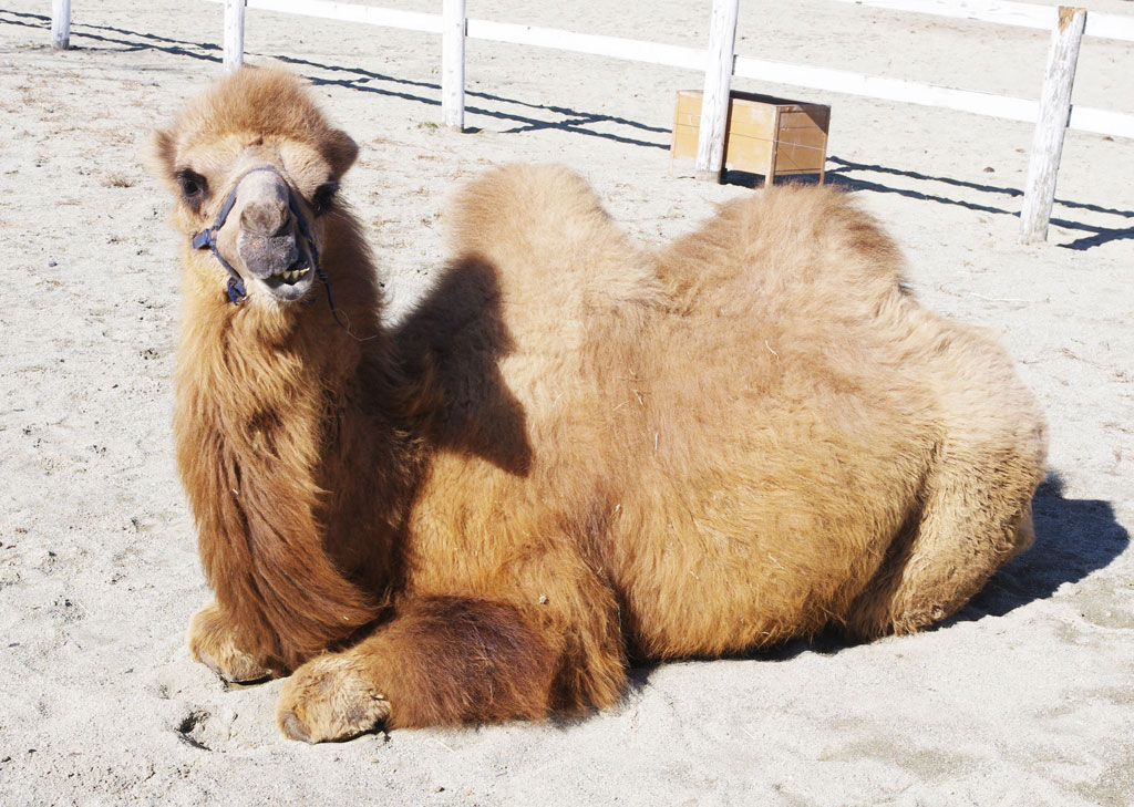 ラクダの特徴的な口の動き