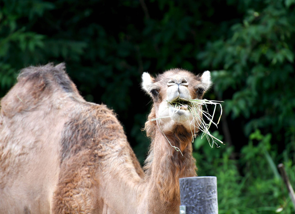 草を食べているラクダ