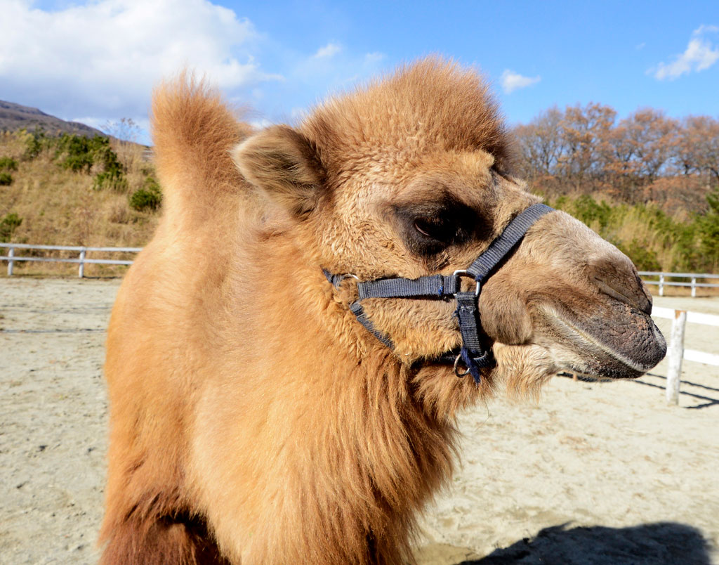 うるんだつぶらな瞳