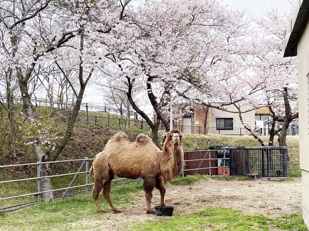 桜の木の下にフタコブラクダ/秋田市大森山動物園 あきぎんオモリンの森(秋田県/秋田市)