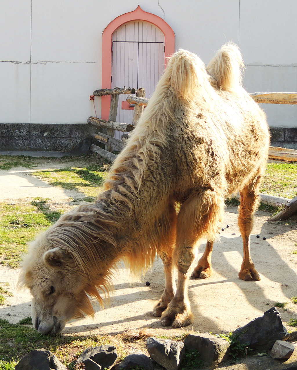 ヒヅメは5本あった指が退化して2本になったといわれている