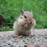 全国のリス園やリスがいる動物園は？ふれあいや餌やりは？種類・生態・特徴なども解説