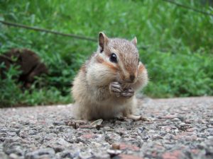 全国のリス園やリスがいる動物園は？ふれあいや餌やりは？種類・生態・特徴なども解説