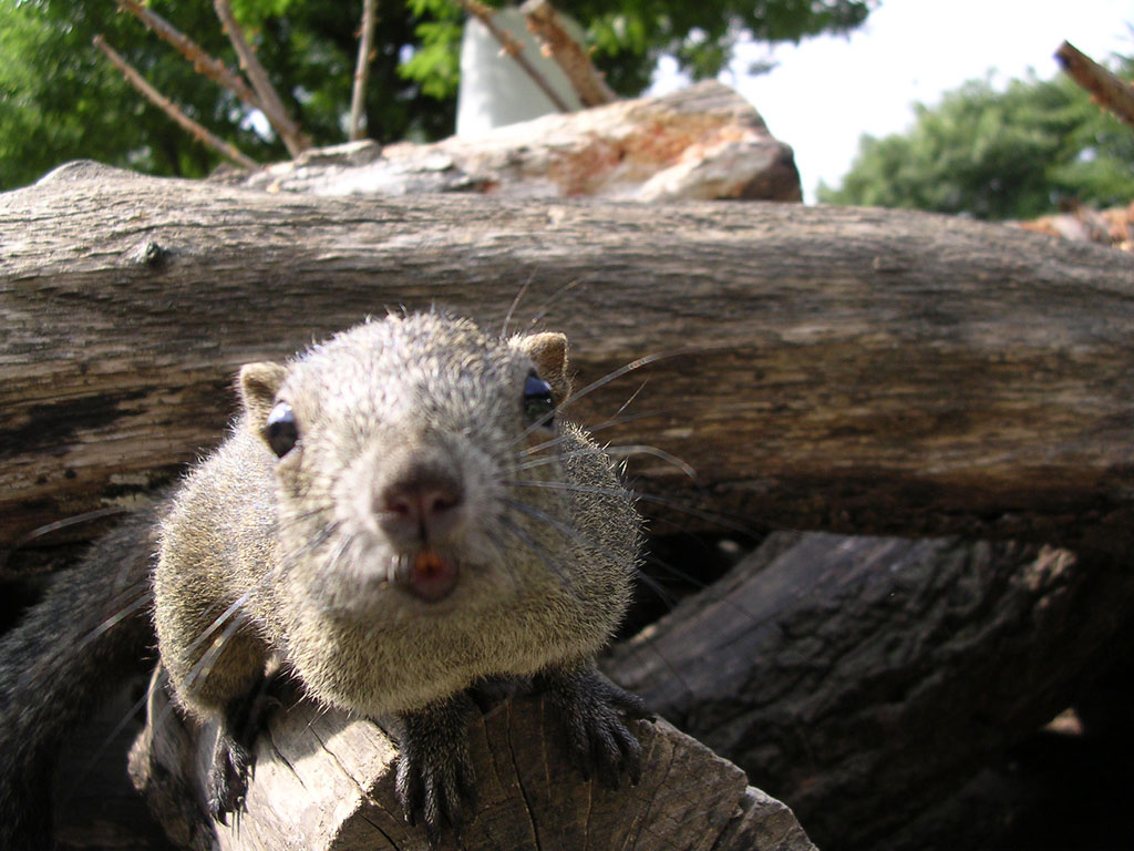 リスがエサを求めてこちらをじっと見るキュートな表情