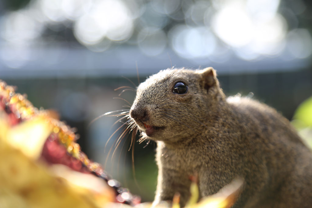 リスの名前の由来は漢語にありました