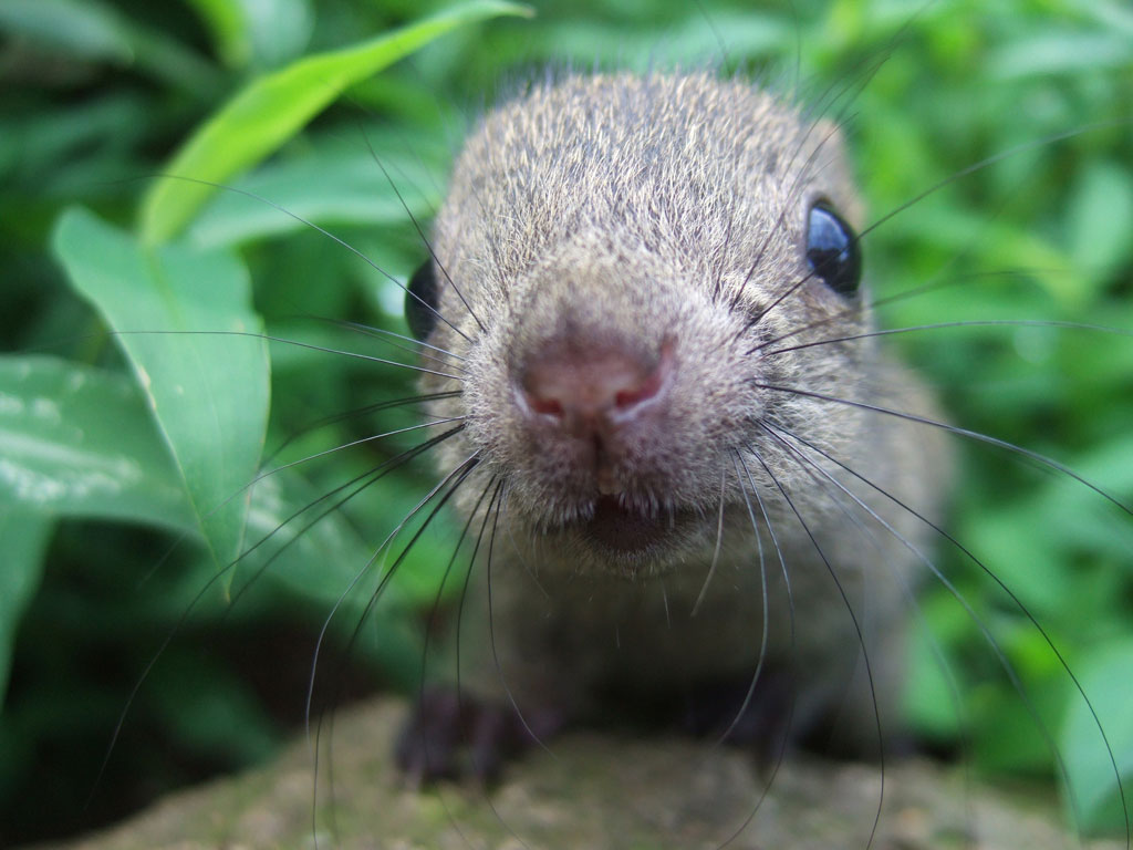 リスの目は大きく視力もいい