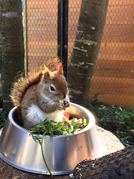 草や果実なども好んで食べます