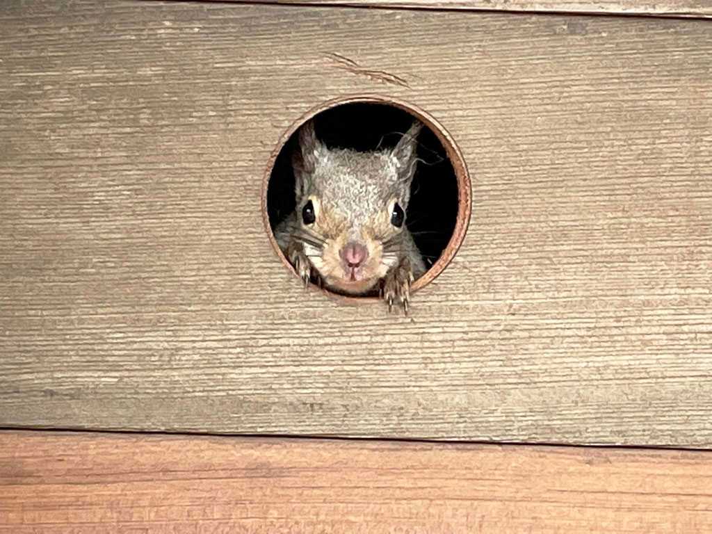 妊娠期間が短く繁殖期が長いリス