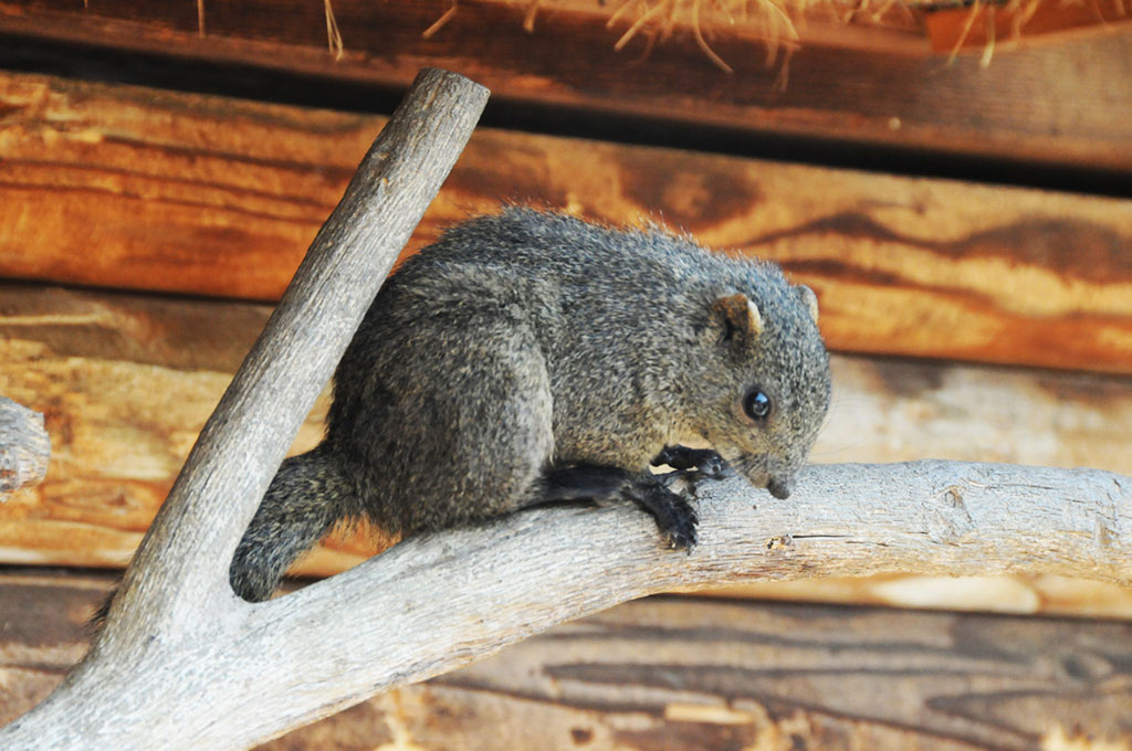 丸太で組まれたリスの巣箱が点在/大阪狭山市立市民ふれあいの里 リス園(大阪府/大阪狭山市)