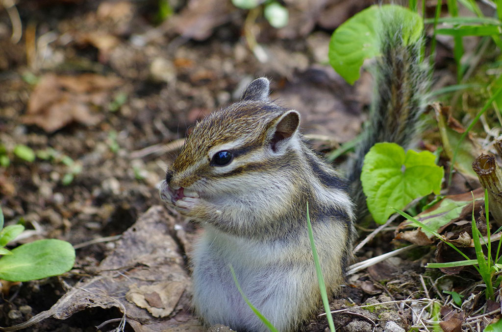 シマリスがエサを食べる姿が見られます/小樽天狗山シマリス公園(北海道/小樽市)