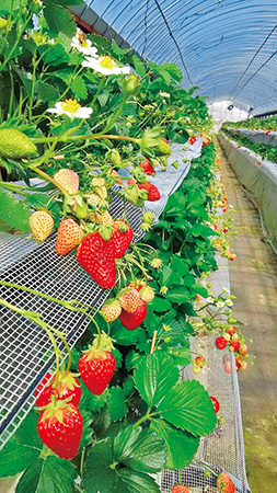 イチゴ狩り/里の駅 広川くだもの村（福岡県／広川町）