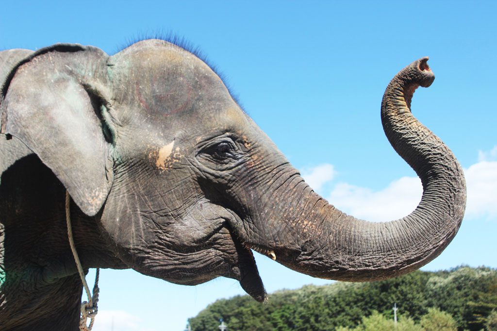ゾウに乗れる動物園は？餌やり体験は？生態や種類、長い鼻や大きい耳など特徴も解説