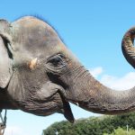 ゾウに乗れる動物園は？餌やり体験は？生態や種類、長い鼻や大きい耳など特徴も解説