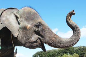 ゾウに乗れる動物園は?餌やり体験は?生態や種類、長い鼻や大きい耳など特徴も解説