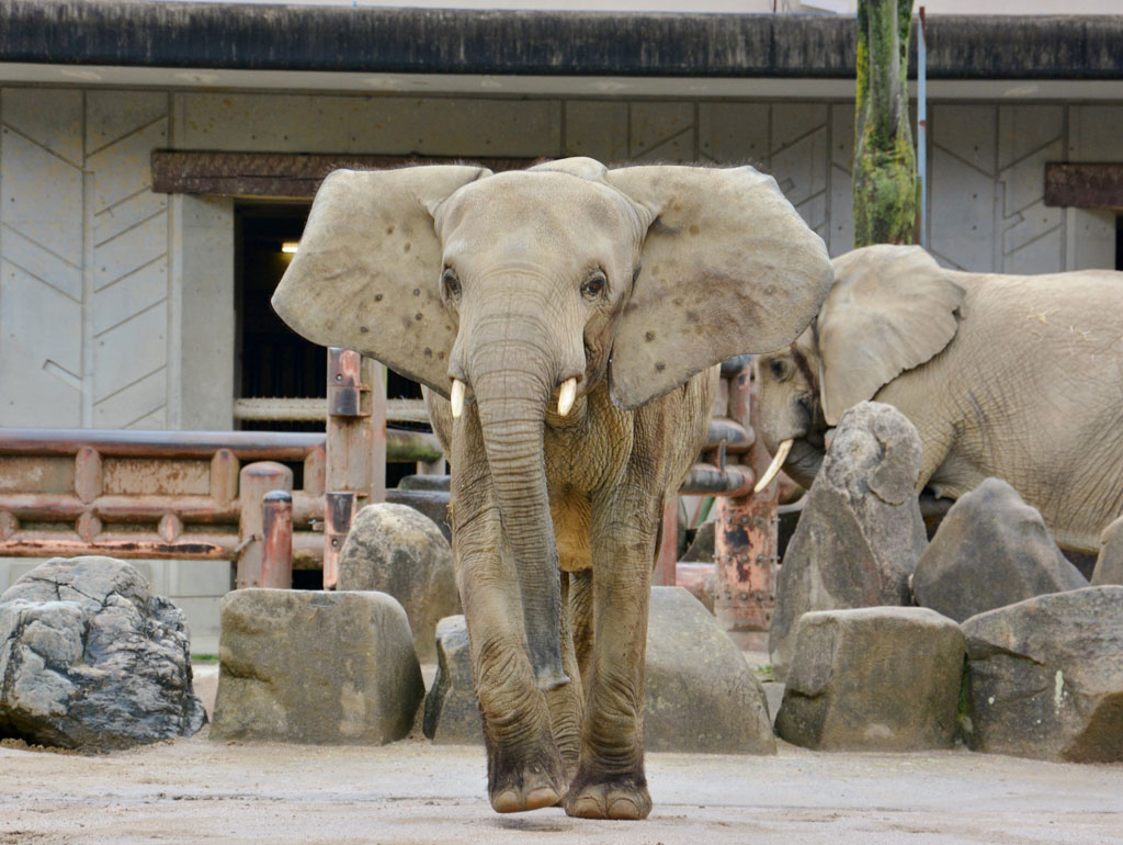 広島市安佐動物公園のマルミミゾウ