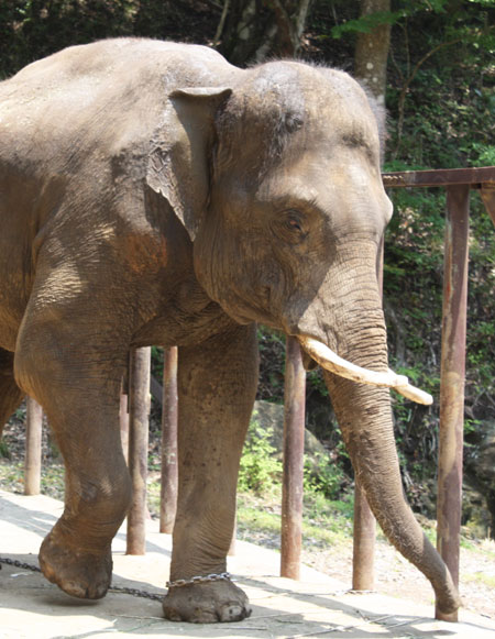 立派な牙を持ったゾウはなんだか強そう