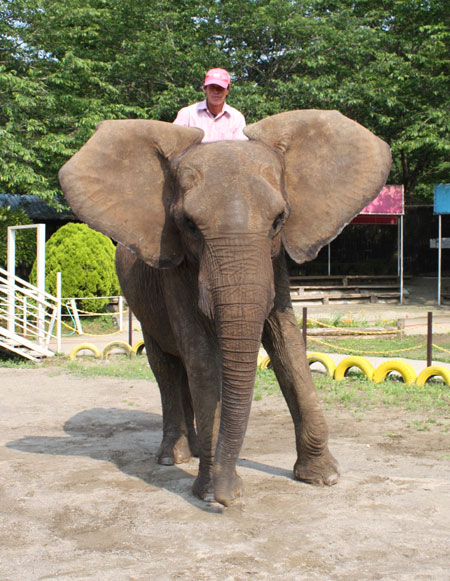 耳の形が三角形で頭は丸いのでアフリカゾウ