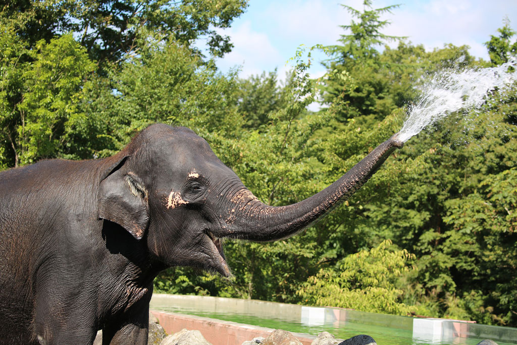 日本の動物園にはアジアゾウを飼育・展示しているところが多い