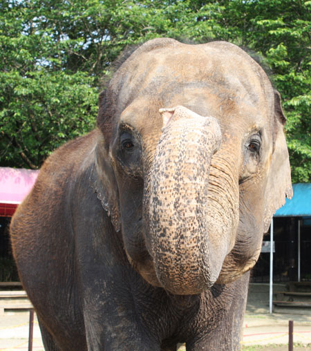 実は色は見えていないというゾウのつぶらで可愛い目