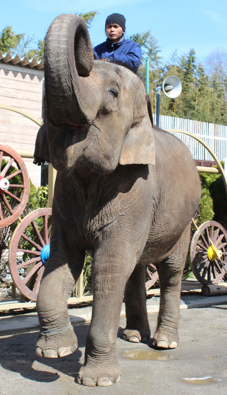 ゾウの足の裏はとっても繊細