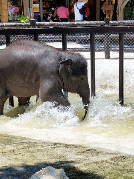 楽しそうな水浴びにも、ちゃんと意味がある