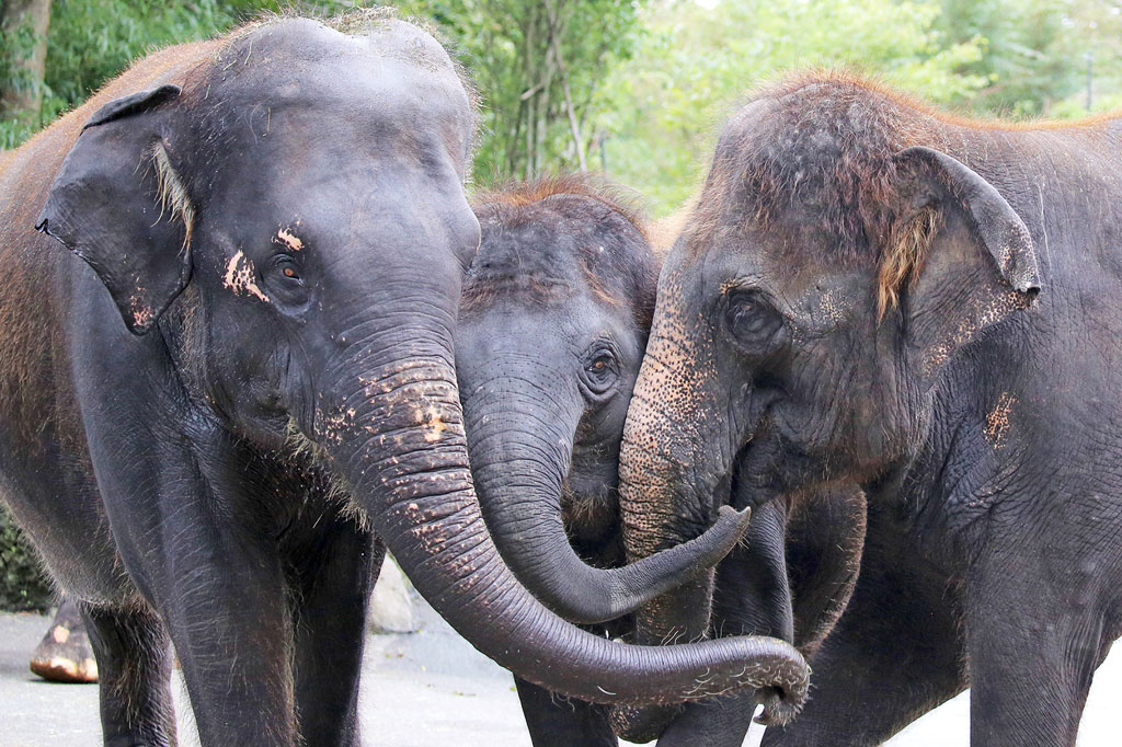 顔と顔や鼻と鼻をくっつけたりしてコミュニケーションをとる場合も多い