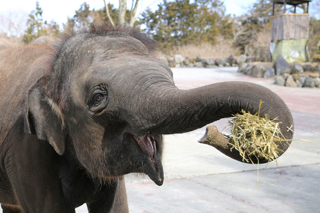 ゾウは草が大好き。鼻を使って上手に食べます
