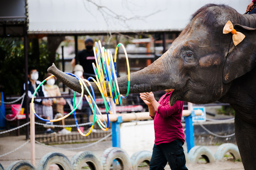 市原ぞうの国の「ぞうさんのパフォーマンスタイム」