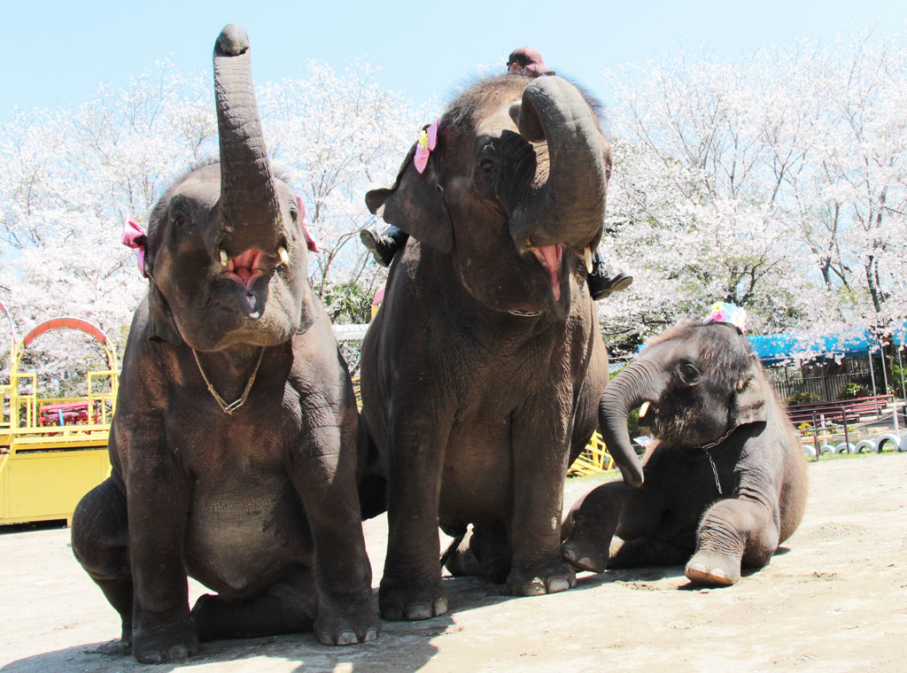 市原ぞうの国のゾウファミリー
