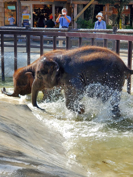 ゾウたちの水遊び場「エレファントスプラッシュ」も/アンマルワンダーリゾウト 市原ぞうの国（千葉県／市原市）