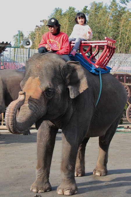 ぞうさんライド/アンマルワンダーリゾウト 市原ぞうの国（千葉県／市原市）