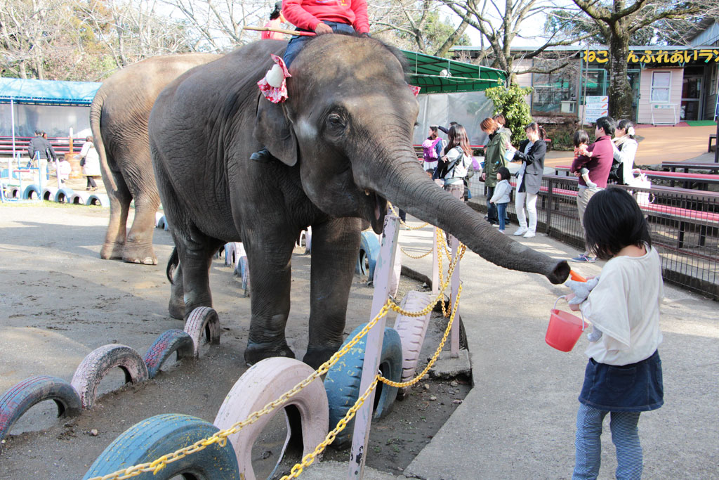 ぞうさんのおやつタイム/アンマルワンダーリゾウト 市原ぞうの国（千葉県／市原市）