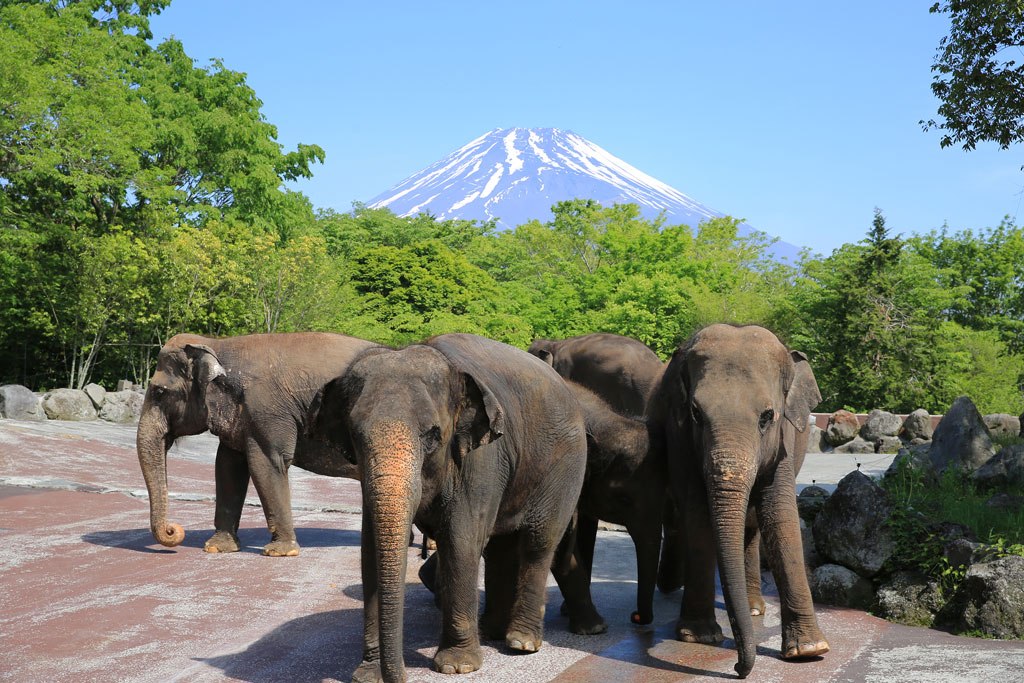数頭のアジアゾウの背景にクッキリと富士山が見える/富士サファリパーク（静岡県／裾野市）