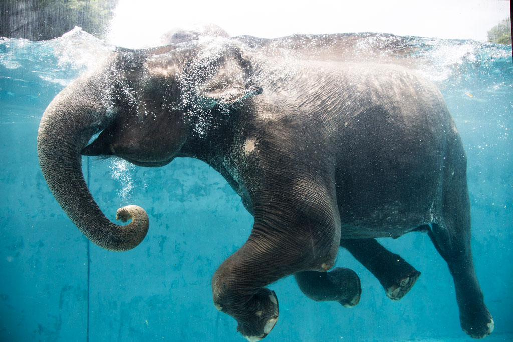 ゾウが泳ぐ様子/富士サファリパーク（静岡県／裾野市）