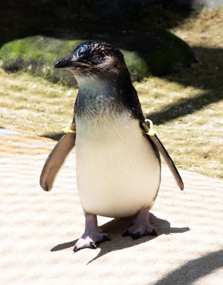 長崎ペンギン水族館のコガタペンギン(フェアリーペンギン)