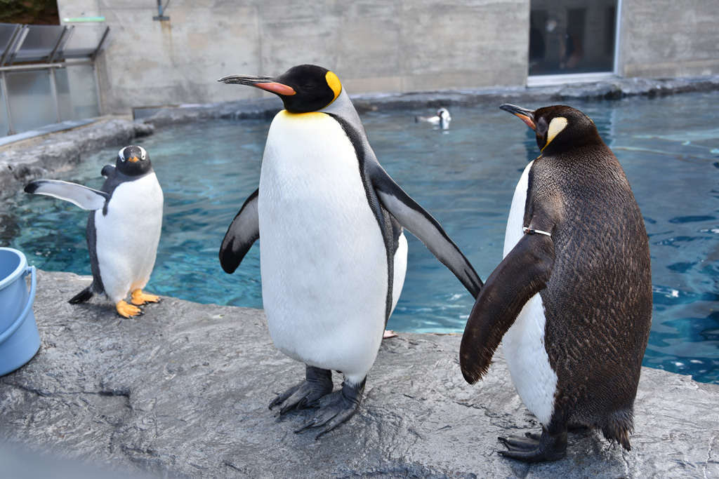 旭川市旭山動物園のオウサマペンギン