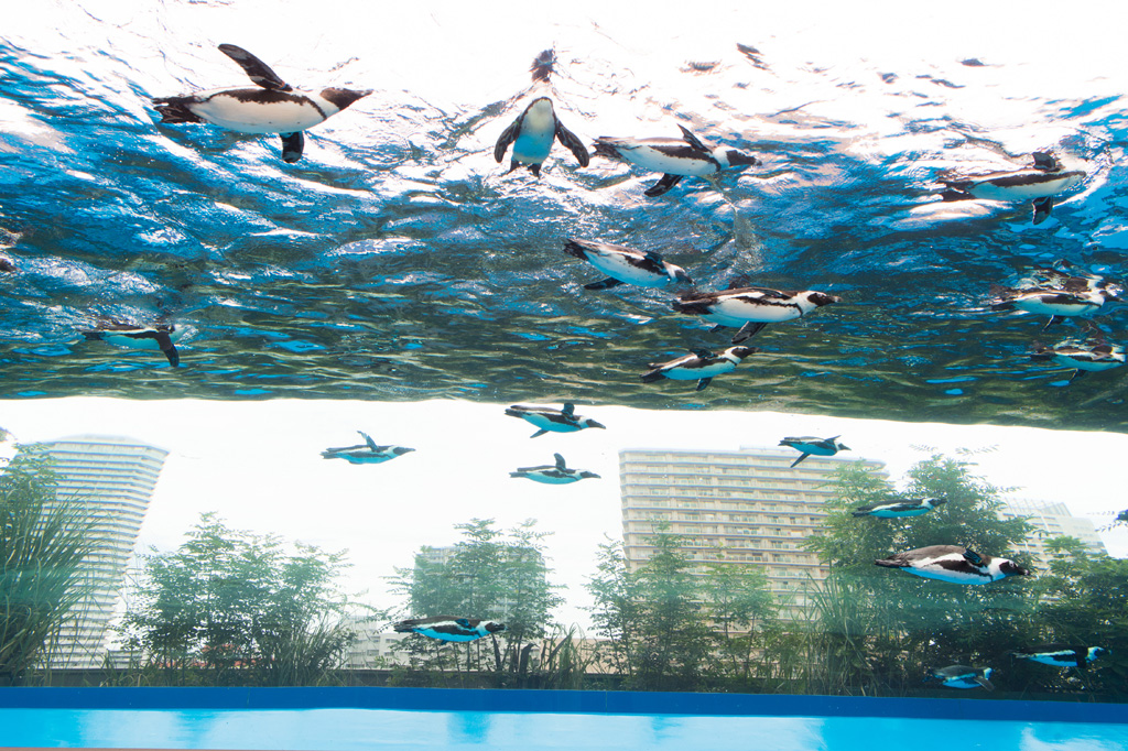 空を飛ぶように水中を泳ぐ、サンシャイン水族館のペンギン