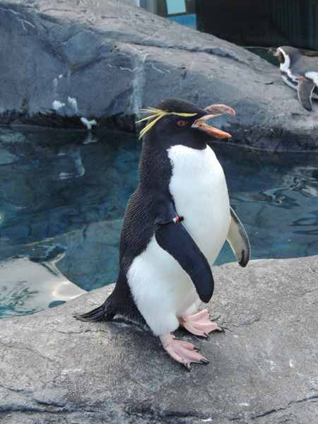 ペンギンが口を開けたときに口の中に注目
