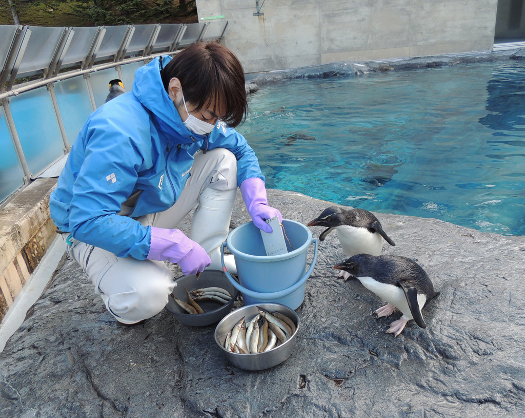 旭川市旭山動物園のジェンツーペンギンのエサの時間