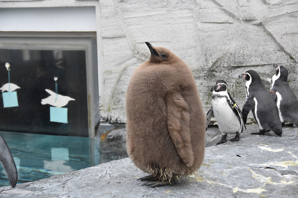 オウサマペンギン(キングペンギン)の赤ちゃん