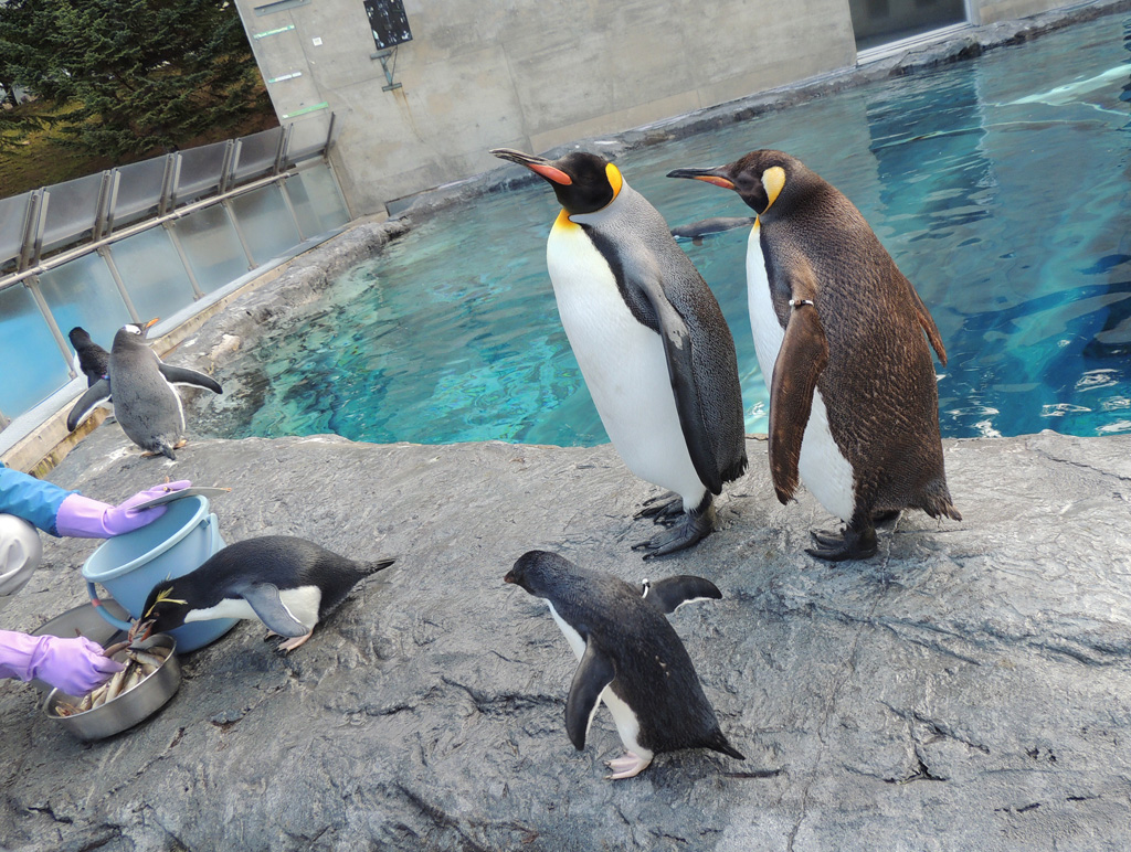 手前の左でエサをもらっているのがイワトビペンギン、その奥にいるのがジェンツーペンギン、右の大きい2尾がオウサマペンギン(キングペンギン)