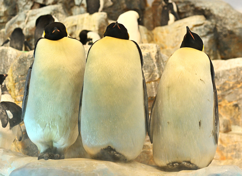 名古屋港水族館のコウテイペンギン(エンペラーペンギン)