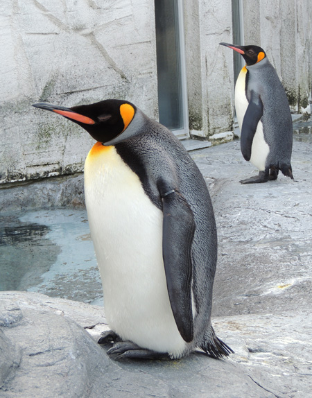 旭川市旭山動物園のオウサマペンギン(キングペンギン)
