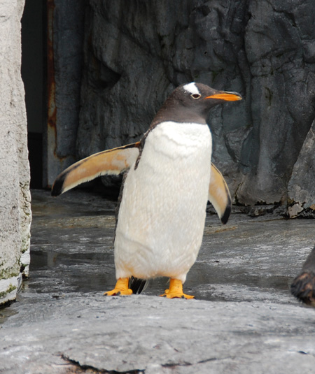 旭川市旭山動物園のジェンツーペンギン
