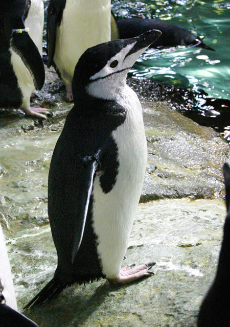 アドベンチャーワールドのヒゲペンギン